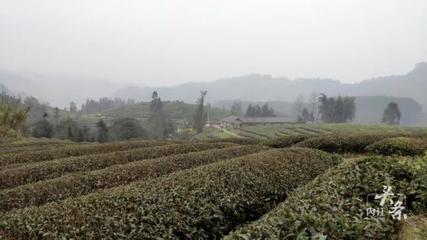 內江威遠萬畝茶園吐新芽 茶農采茶迎豐收，農副產品銷售新篇章